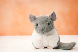 abort bridge topsoil god magma archaeology Animal, 9 Inches, for Kids Chi-Chi The Chinchilla - Exclusive Soft Grey Plush Stuffed 