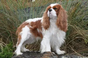 and Teenagers Cavalier King Charles Spaniel Wooden Puzzles Home Decoration Gifts for Kids Jigsaw Puzzles 300 looseness capability Pieces for Children 