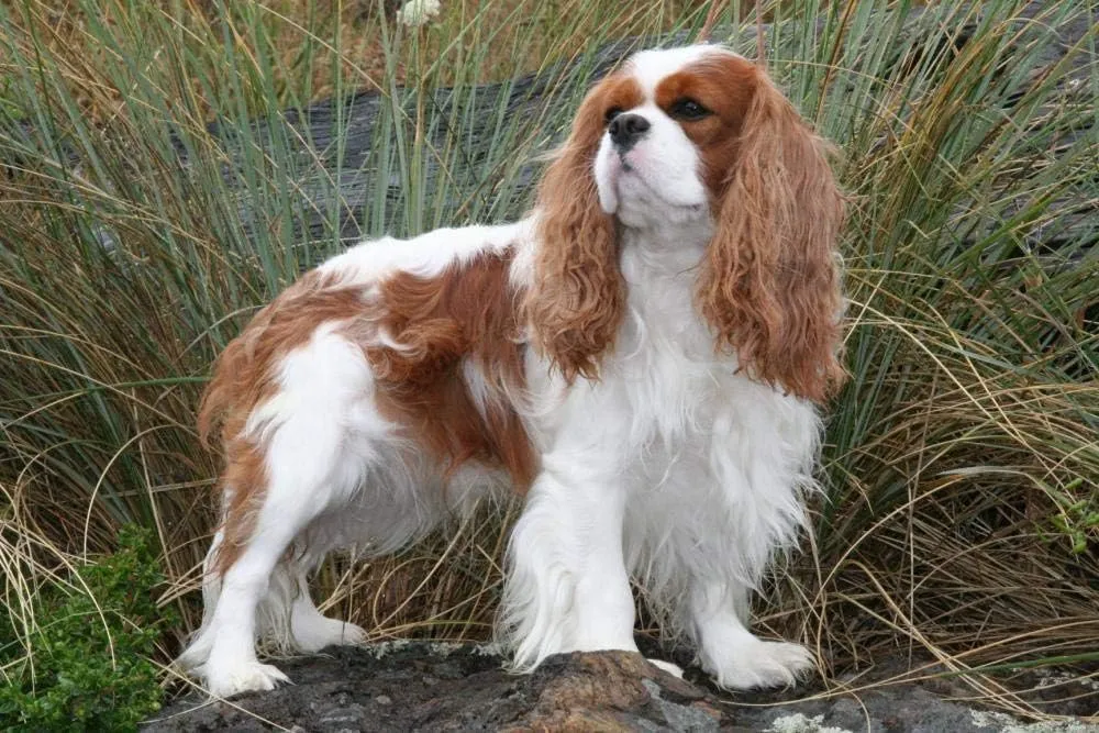 and Teenagers Cavalier King Charles Spaniel Wooden Puzzles Home Decoration Gifts for Kids Jigsaw Puzzles 300 looseness capability Pieces for Children 