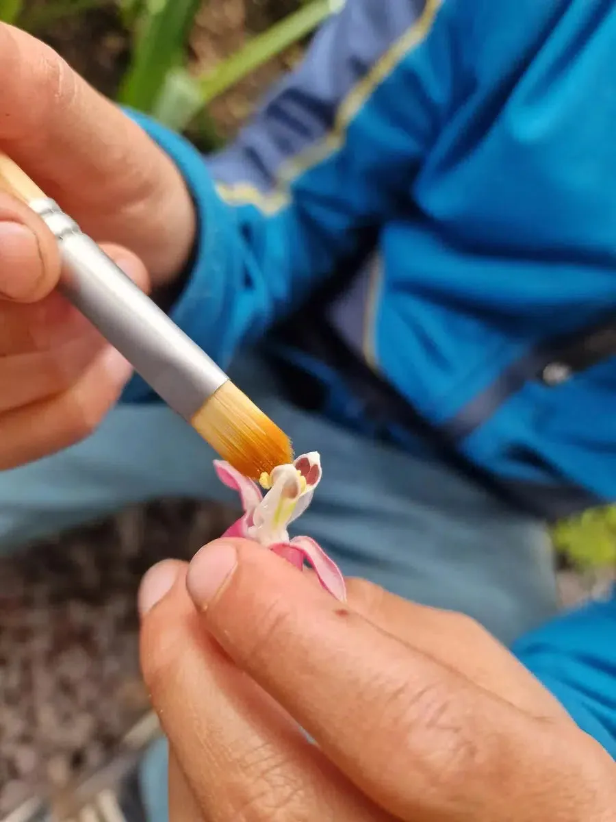 Dr Zigs Bubble Pollinator Kit