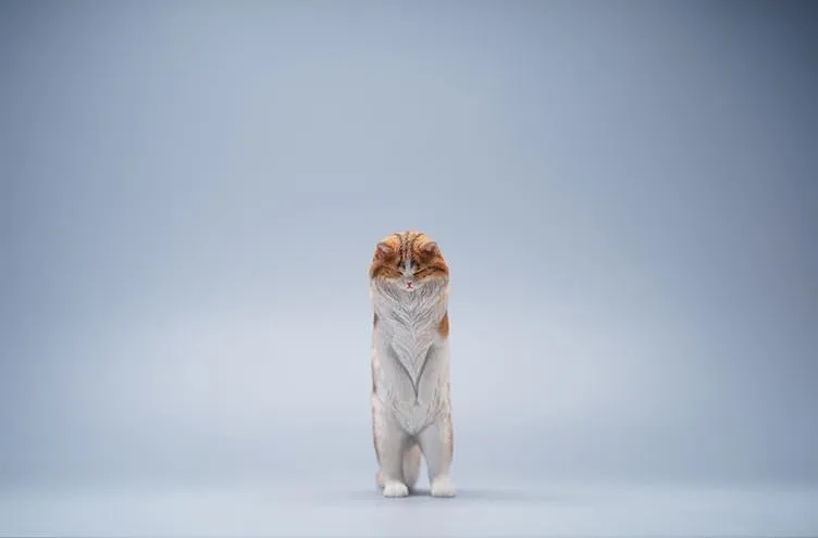 Funny Collector Decor Gift for Adult (JXK096A) boycott 1:6 Scale Maine Coon Model Animal Cute Cat Figure 