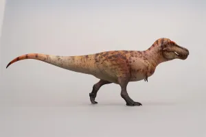 Model (Brown) 1:35 Scale Tyrannosaurus Rex Figure whole ruin genuine PVC Animal 