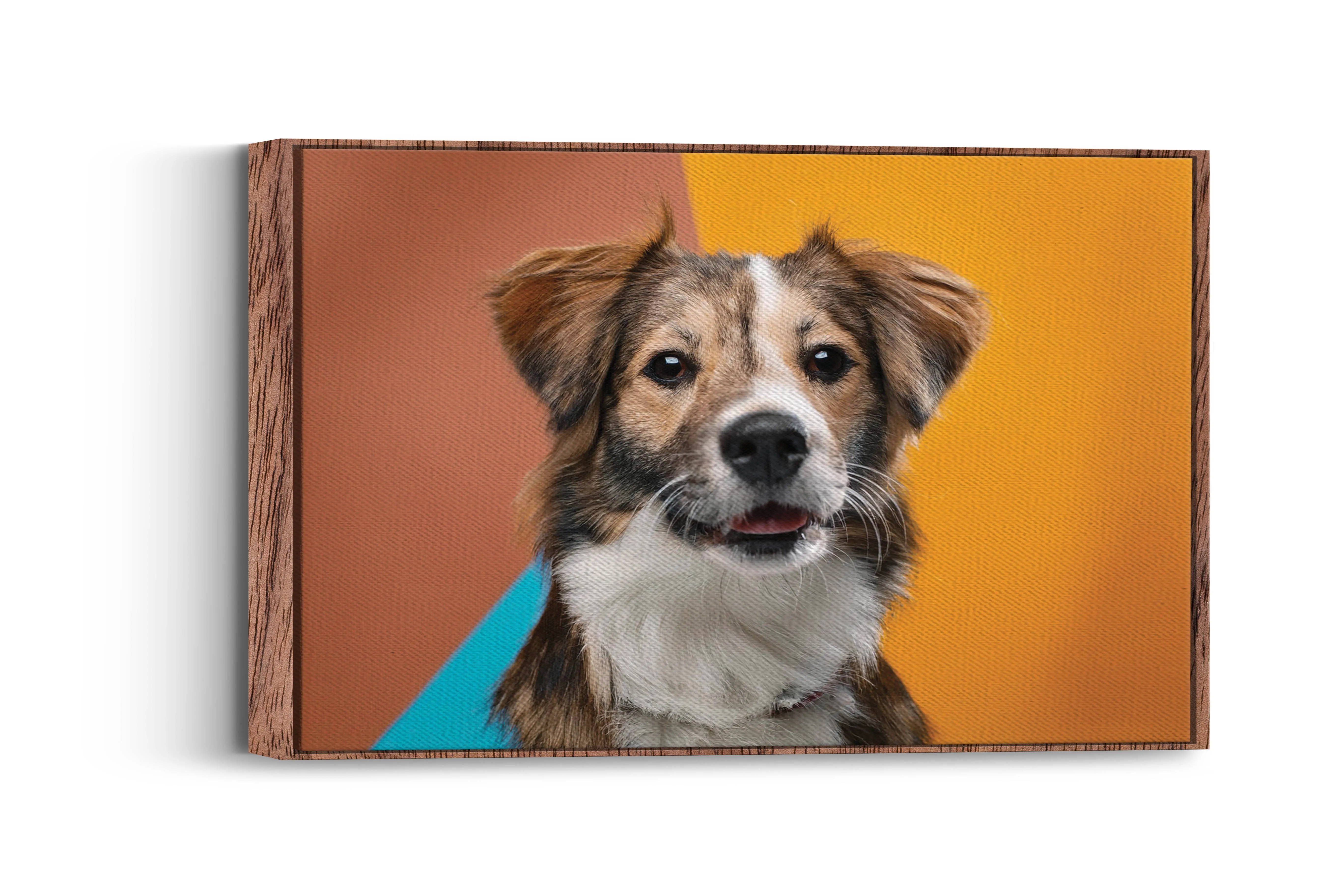 Pretty Pets- Paws of Adventure