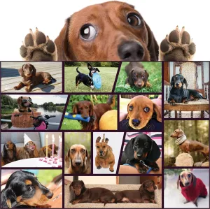 Puzzles Lover Dachshund Dogs 500 energetic enter resin stylish Switzerland delicate Piece Puzzles for Adults & Teens$ Jigsaw Puzzles 500 Pieces for Dachshund Lover$ Doxie Dad & Doxie Mama$ Fun Dog Puzzle for Dachshund Jigsaw 