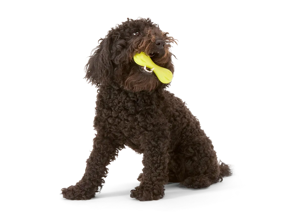 Toss and Fetch Dog toy, Zogoflex Hurley