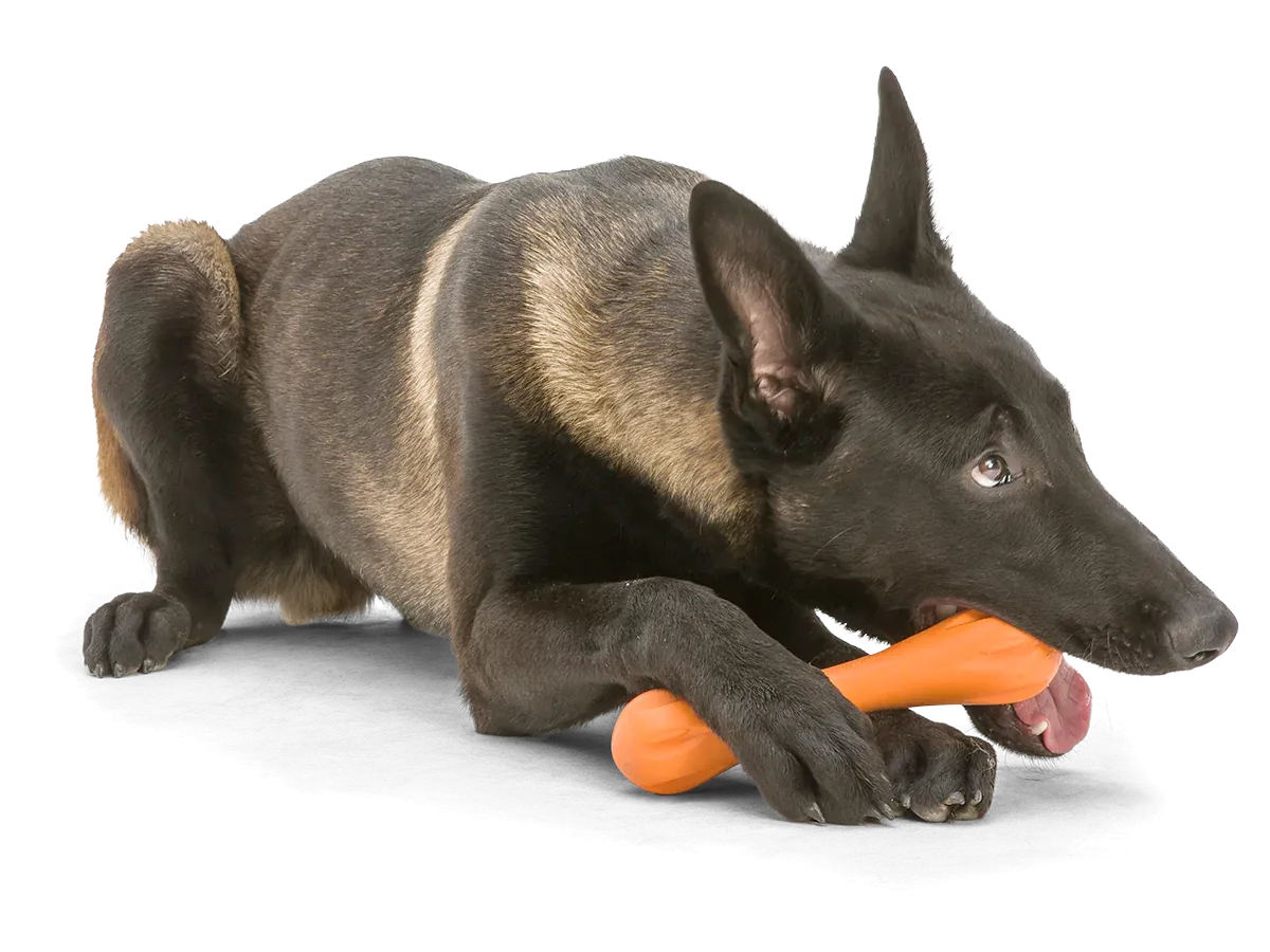 Toss and Fetch Dog toy, Zogoflex Hurley